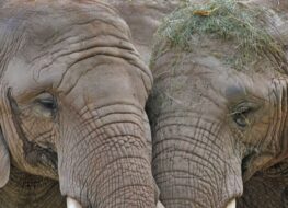 006 - mache mich zu einen siegel in deinem herzen